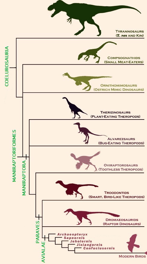 Phylogeny of the Coelurosauria