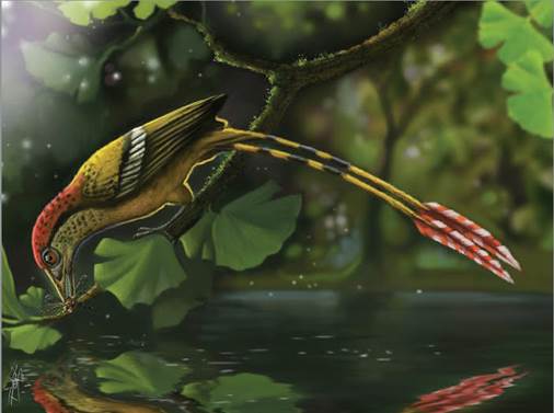 Drawing of an Enantiornithine bird from the early Cretaceous