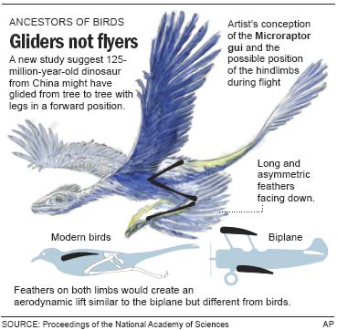 Drawing of Microraptor gui