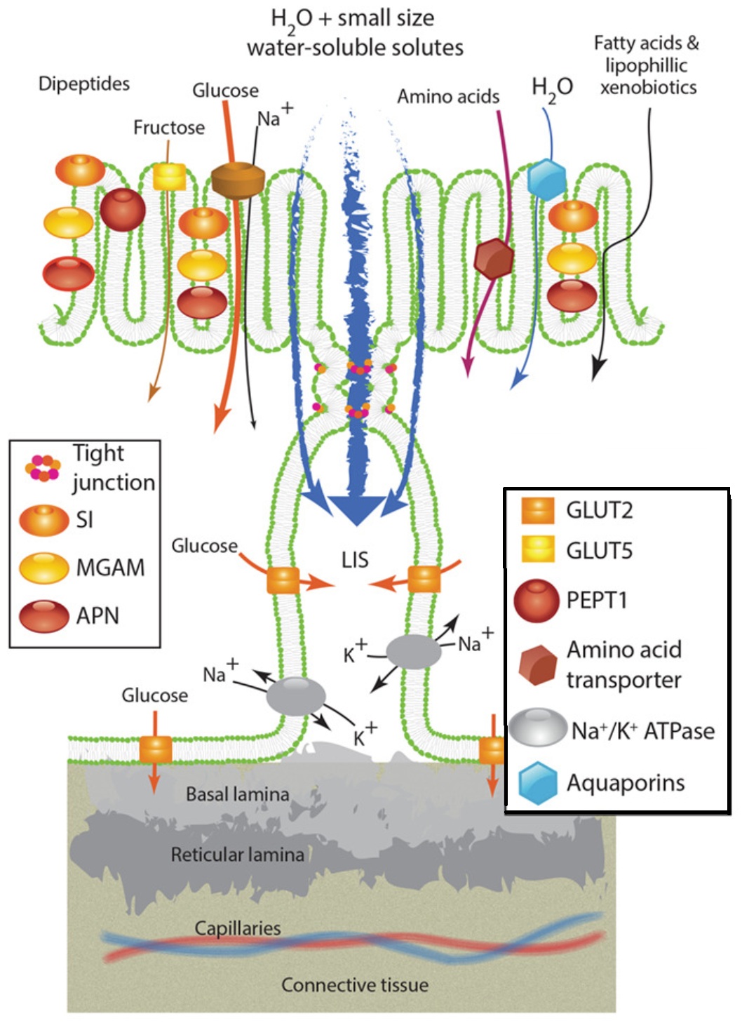 Drawing of the intestine of a bird