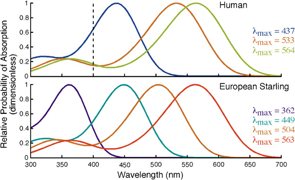 Graphs shwoing relationship between wavelengths of light and absorbance by the retina of a human and a European Starling