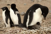 Photo of penguins