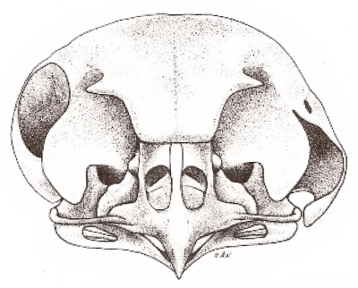 Drawing of the skull of a Boreal Owl