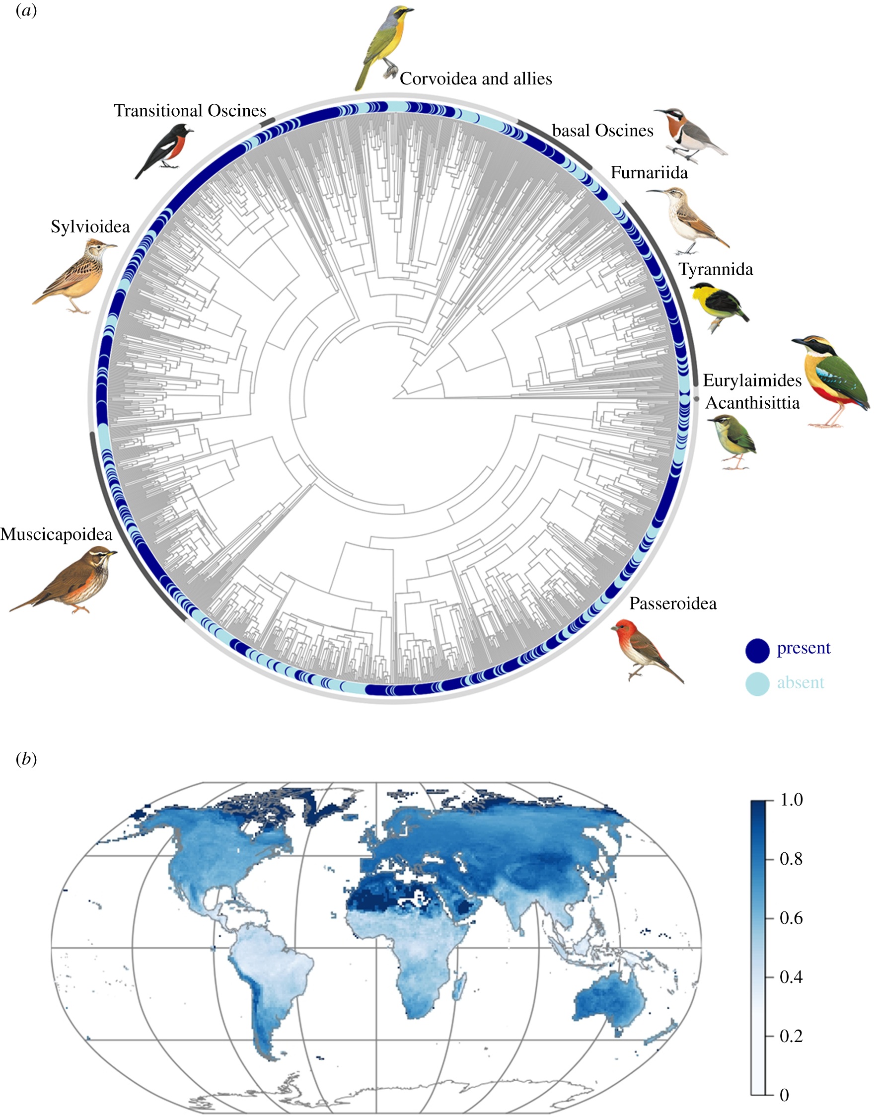 Aerial displays among passerines