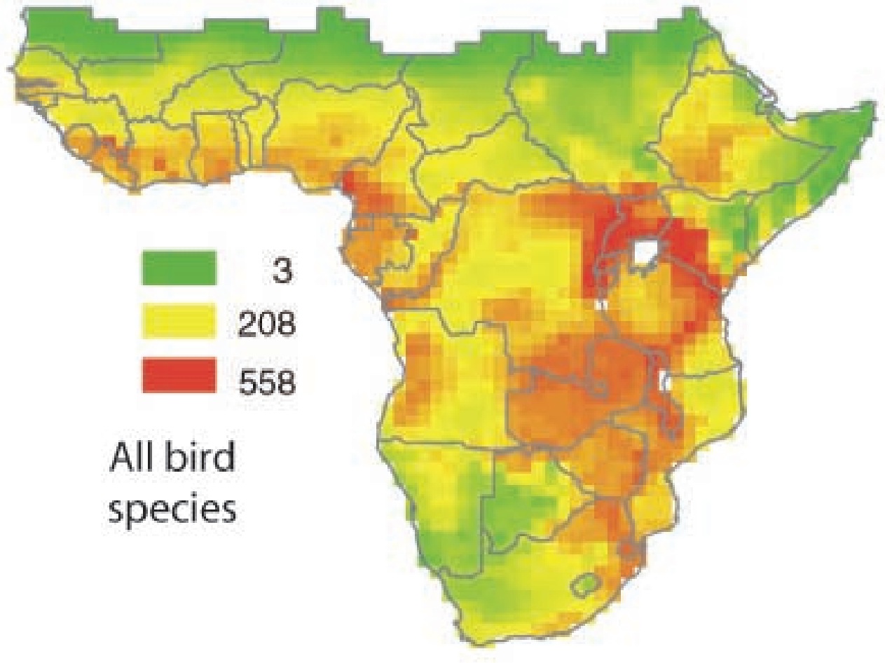 White-bellied Go Away Bird