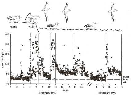 Graph showing heart rates of an albatross when resting, walking, and flying