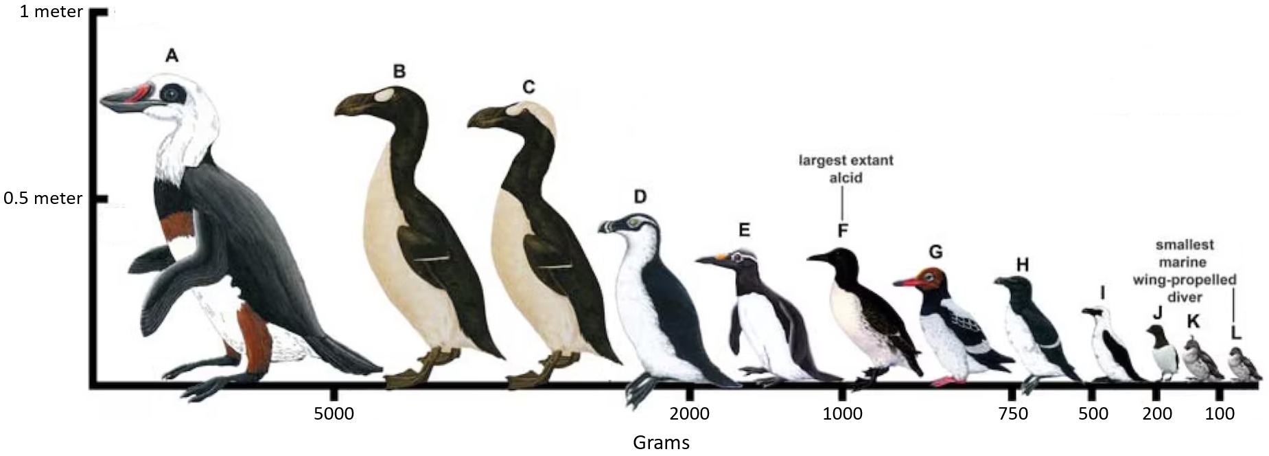 Alcidae size variation