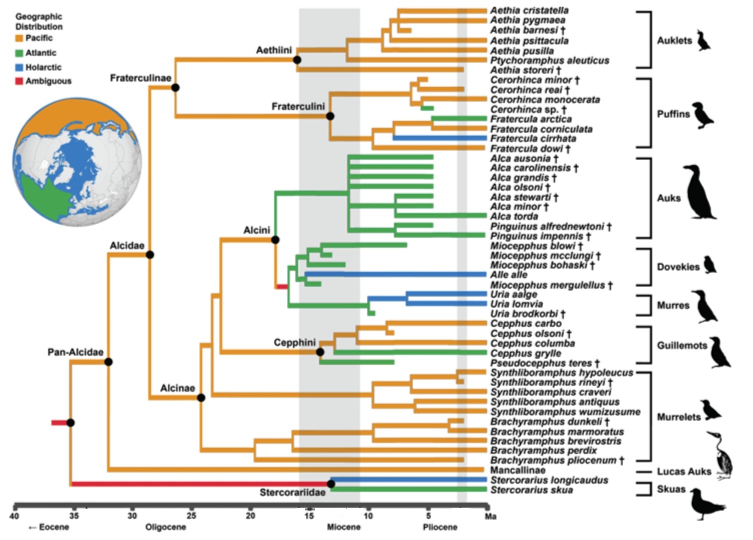 Alcidae phylogeny