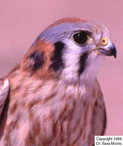 Photo of an American Kestrel