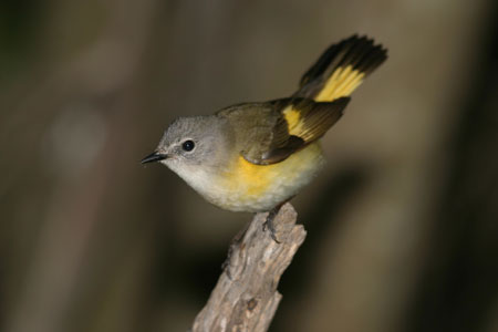 Photo of a female American Redstart