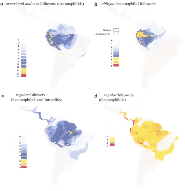 Maps showing species richness of ant-following birds in South America