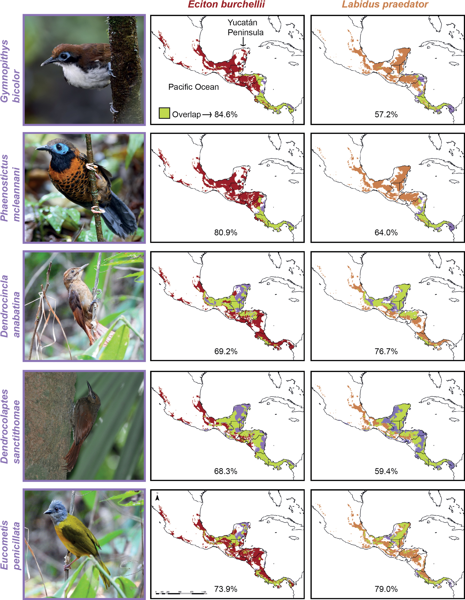 Ranges of two species of
army ants and five species of obligate ant-following birds