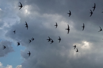 Photo of Common Swifts in flight