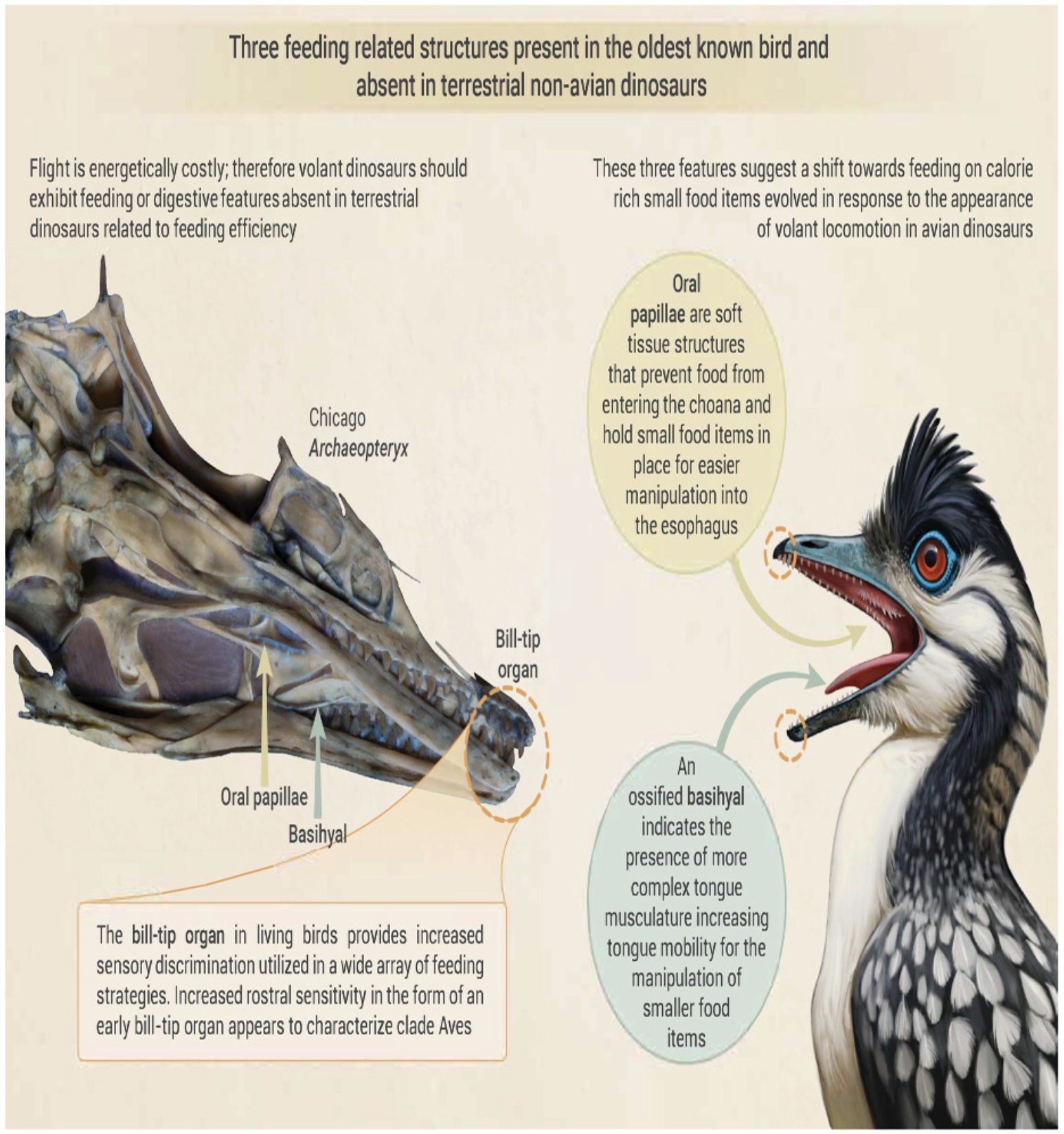 Archaeopteryx characteristics