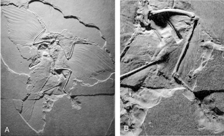 Photo of an Archaeopteryx fossil