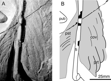 Drawing of the hindlimb of Archaeopteryx showing feather impressions