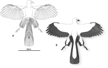 Drawing of Archaeopterx showing arrangement of feathers on the wings, legs, and tail