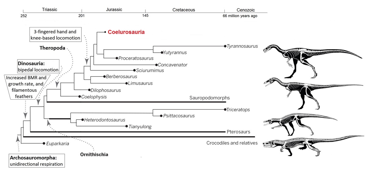 Archosauromorphian phylogeny and evolution of characteristics