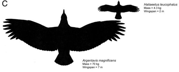 Comparison of the size of Argentavis and a Bald Eagle