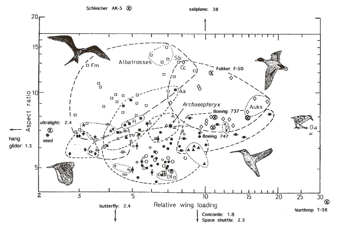 Graph showing variation among bird speices in wing aspect ratios and wing loading