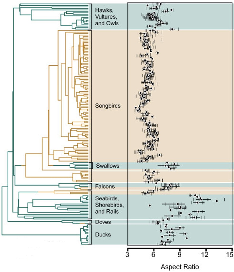 Aspect ratios of different groups of birds