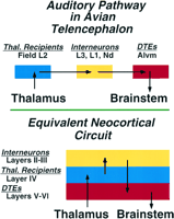 Graphic illustrating neuronal circuitry in a bird brain and a mammal brain