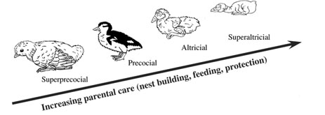 Drawing of superprococial, precocial, altricial, and superaltricial nestlings