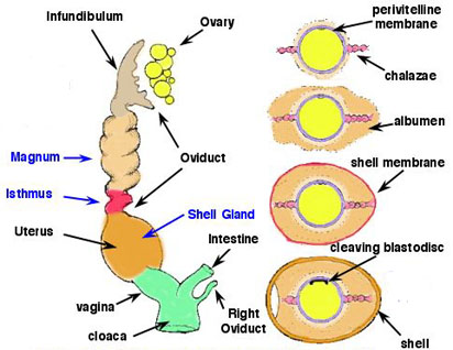 Drawing of the reproductive tract of a female bird and how the egg forms as it moves throught the tract