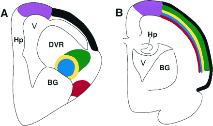 Drawings showing organizations of the sensory system of a bird brain and a mammal brain