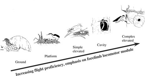 Drawing showing relationship between flying ability of nest type of birds