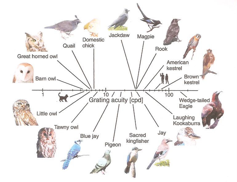 Graphic showing variation in visual acuity of different species of birds