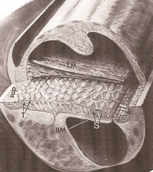 Drawing of the interior of an avian cochlea