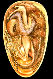 Drawing of the fossil bird in an egg