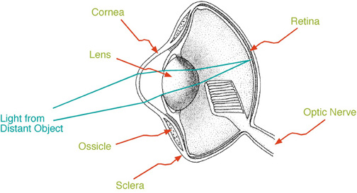 Drawing of an avian eye