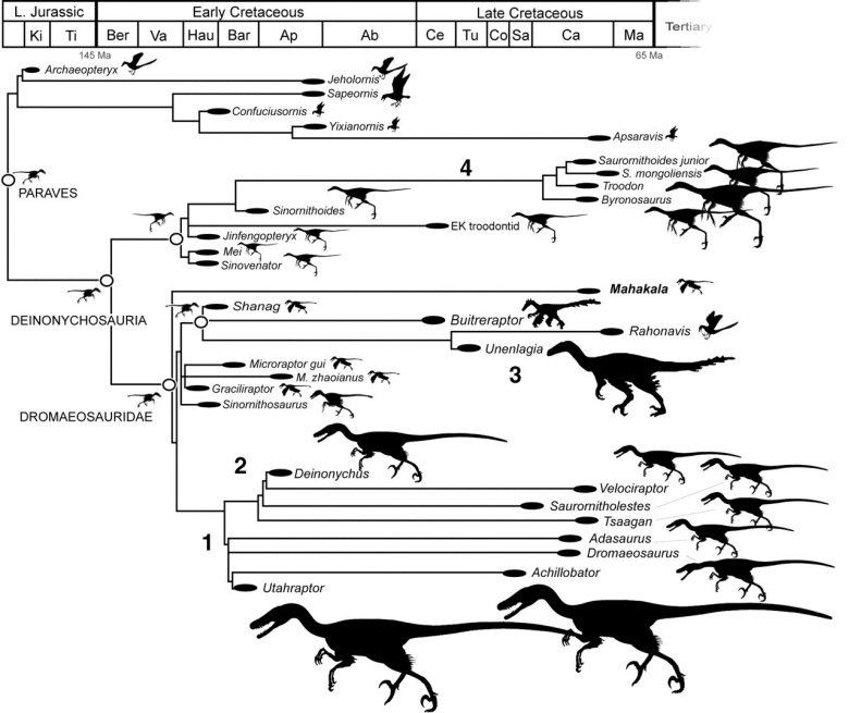 Phylogeny showing the decrease in size during the evolution of birds