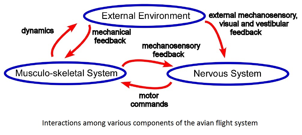 Diagram illustrating how birds use their muscles, skeleton, and nervous system of fly