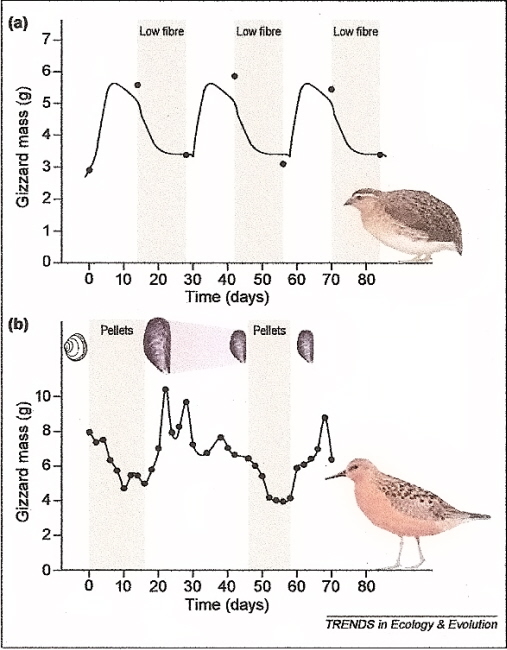 Figure showing changes in gizzard mass with different diets