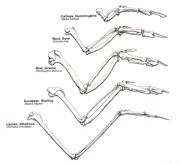 Drawing of the wing bones of different species of birds with wings that different in relative length