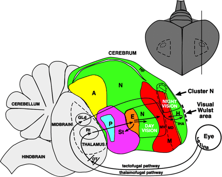 Schematic drawing of an avian brain showing locations of day and night vision
