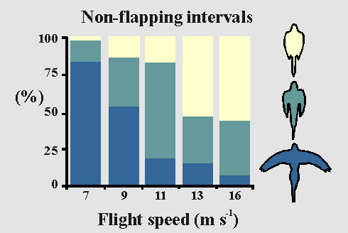 Non-flapping intervlas for a budgerigar flying at different speeds