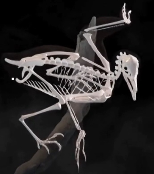 Baminornis skeleton
