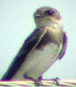 Photo of a Bank Swallow