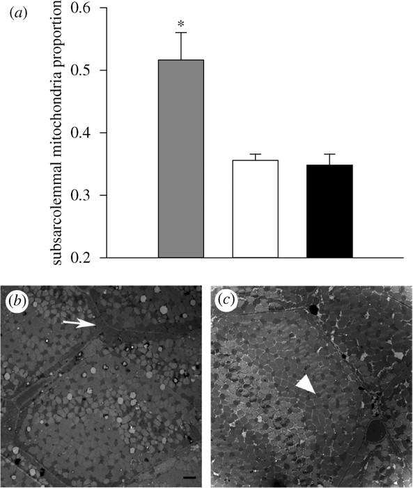 Graph and micrographs showing distribution of mitochondria in the heart muscle of a Bar-headed Goose