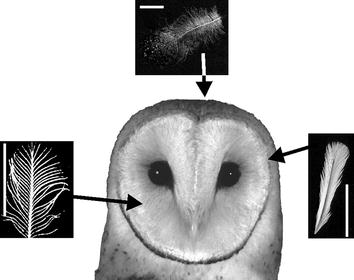 Drawing showing different types of feathers on the head of a Barn Owl
