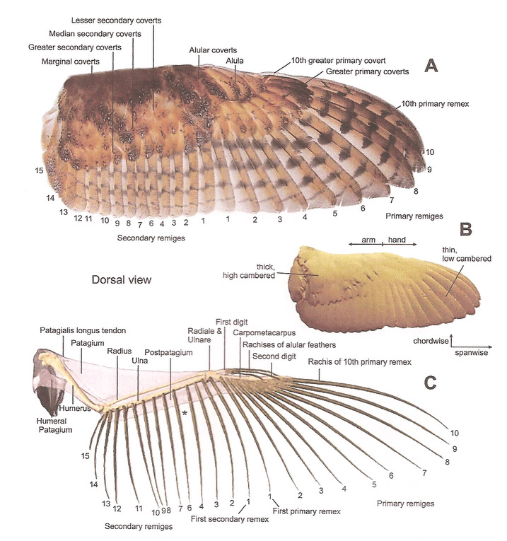 Photo of an owl's wing plus a drawing of the wing bones showing points of feather attachment