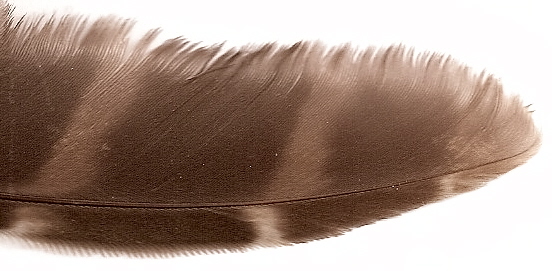 Photo of a primary feather of a Barred Owl