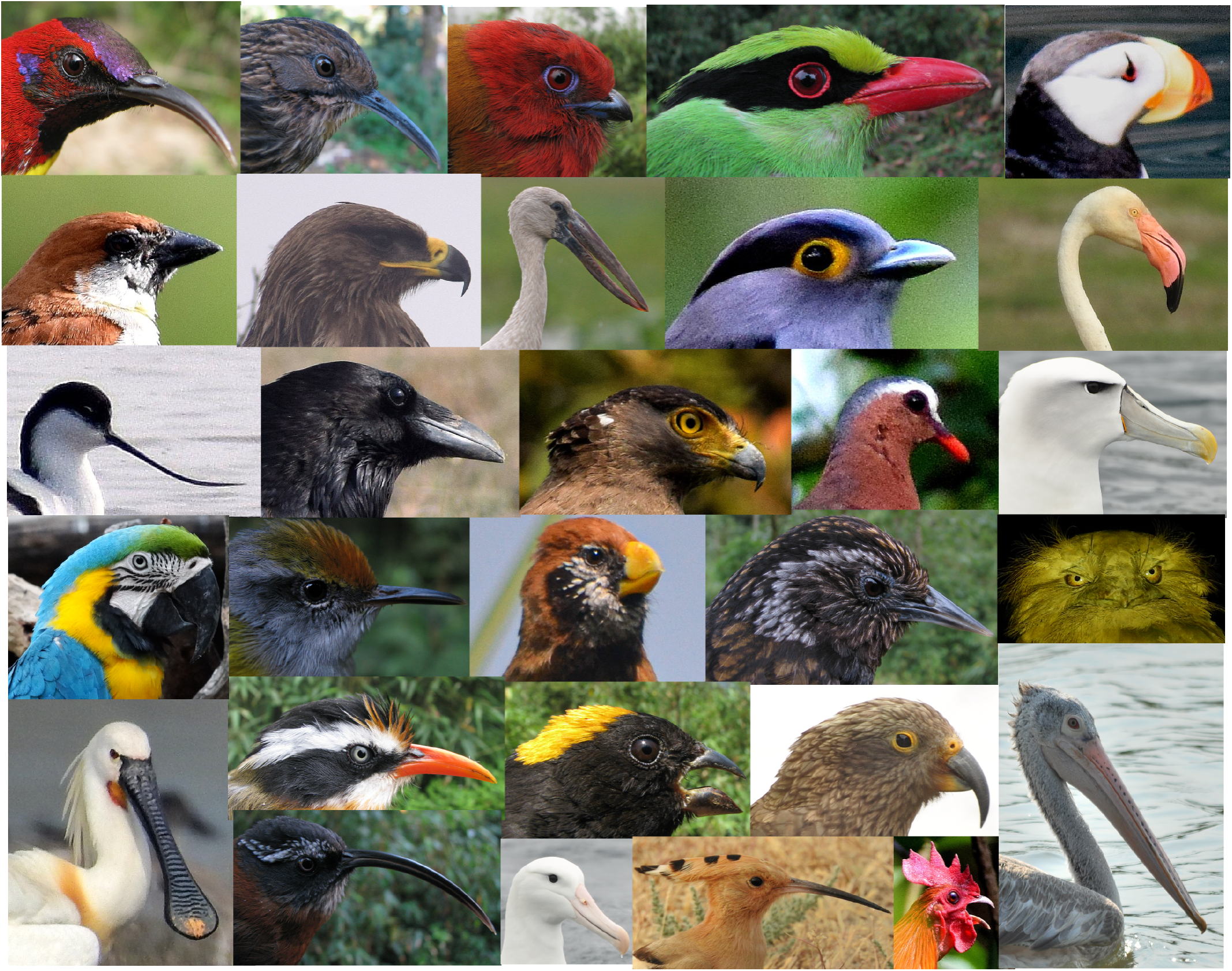 Examples of variation in bill morphology