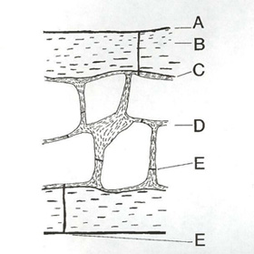 Drawing of the interior of a bird bone showing air spaces and trabeculae