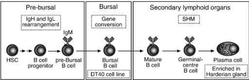 Drawing of how immunoglobulins diversify