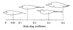 Drawing showing different profiles of different bird species in flight